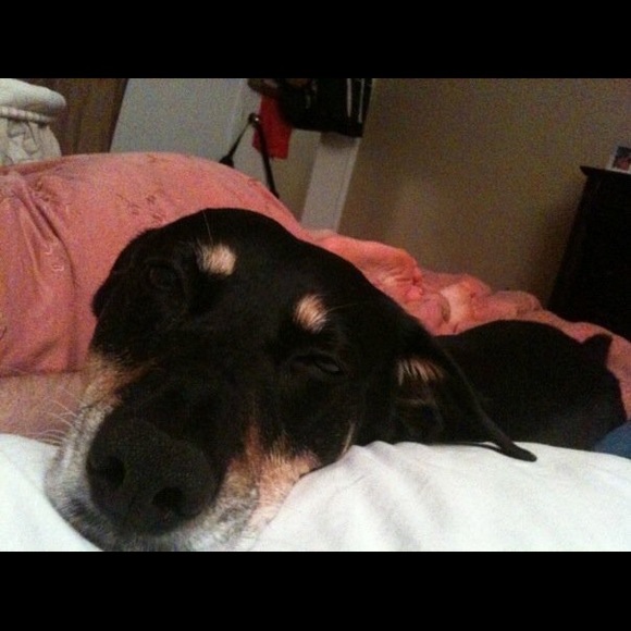 Meet your Posher, Robin - Picture 1 of 1